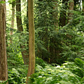 Michigan Woods 3 by Linda Shafer