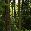 Michigan Woods by Linda Shafer