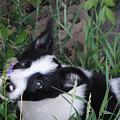 Mickey with Purple Flower by Sandra Dalton