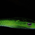 Mildly Venomous Photograph by Linda Shafer