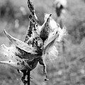 Milkweed Memories Photograph by Laurel Best Milkweed Memories Photograph by Laurel Best