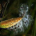 Milkweed pod by Al Mueller Milkweed pod by Al Mueller