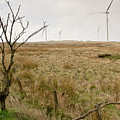 Miller's moss. Photograph by Elena Perelman Miller's moss. Photograph by Elena Perelman