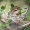 Minding the Nest by Teresa Wilson