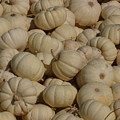Mini White Pumpkins Photograph by Jeff Floyd CA Mini White Pumpkins Photograph by Jeff Floyd CA