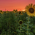 Missouri Sunset Photograph by Holly Ross Missouri Sunset Photograph by Holly Ross