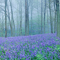 Misty Bluebell woods Photograph by Warren Photographic Misty Bluebell woods Photograph by Warren Photographic