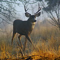 Misty Morning Buck Photograph by Ben Upham III Misty Morning Buck Photograph by Ben Upham III