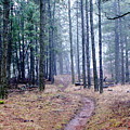 Misty Morning Trail in the Woods Photograph by Ben Upham III Misty Morning Trail in the Woods Photograph by Ben Upham III