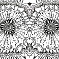 Mitosis  Drawing by Daniel Rustad