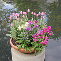 Mixed Flower Planter Photograph by Allen Nice-Webb Mixed Flower Planter Photograph by Allen Nice-Webb