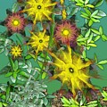 Mixed Flowers by David Lane Mixed Flowers by David Lane