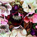 Mixed Hellebore by Karin Dawn Kelshall- Best Mixed Hellebore by Karin Dawn Kelshall- Best