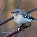 Mockingbird by Eric Killian Mockingbird by Eric Killian
