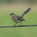 Mockingbird Photograph by Holden The Moment Mockingbird Photograph by Holden The Moment