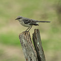 Perched on an Old Fence Photograph by Holden The Moment Perched on an Old Fence Photograph by Holden The Moment