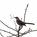Mockingbird With Twig Photograph by Allen Nice-Webb Mockingbird With Twig Photograph by Allen Nice-Webb