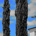 Modern Suburban House Hayward Hills with Cedar Trees Hayward California 36 Photograph by Kathy Anselmo Modern Suburban House Hayward Hills with Cedar Trees Hayward California 36 Photograph by Kathy Anselmo