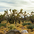 Mohave Joshua Trees Forest Photograph by Bonnie Follett Mohave Joshua Trees Forest Photograph by Bonnie Follett
