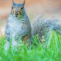 Momma Squirrel Photograph by Cathy Kovarik Momma Squirrel Photograph by Cathy Kovarik