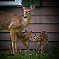 Mom's Treasures Photograph by David Patterson Mom's Treasures Photograph by David Patterson