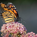Monarch 2018-6 Photograph by Thomas Young Monarch 2018-6 Photograph by Thomas Young