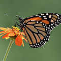 Monarch Photograph by Ben Foster Monarch Photograph by Ben Foster