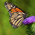 Monarch Butterfly on a Thistle Photograph by Jeff Goulden Monarch Butterfly on a Thistle Photograph by Jeff Goulden