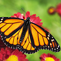 Monarch Butterfly on Red Mums Photograph by Christina Rollo Monarch Butterfly on Red Mums Photograph by Christina Rollo