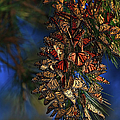 Monarch Cluster Photograph by Beth Sargent Monarch Cluster Photograph by Beth Sargent