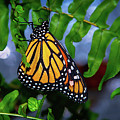 Monarch Feeding by Garry Gay Monarch Feeding by Garry Gay
