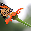 Monarch Landing Photograph by Mary Anne Delgado Monarch Landing Photograph by Mary Anne Delgado