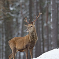 Monarch Of The Woods by Pete Walkden