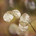 Money Plant by Dale Kincaid Money Plant by Dale Kincaid