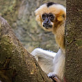 Monkey Chillin by Scott Stewart Monkey Chillin by Scott Stewart
