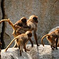 Monkey Family Photograph by Dennis Maier Monkey Family Photograph by Dennis Maier