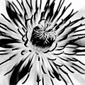Mono Clematis Photograph by Baggieoldboy Mono Clematis Photograph by Baggieoldboy