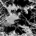 Monochrome Winter Sky And Trees Art Print
