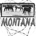 Montana Horses by Susan Kinney Montana Horses by Susan Kinney