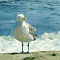 Montauk Gull Painting by Tom Hedderich Montauk Gull Painting by Tom Hedderich