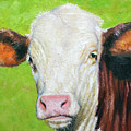 Moo by Armand Cabrera Moo by Armand Cabrera