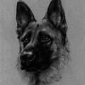 Mookie Drawing by Samantha Strong Mookie Drawing by Samantha Strong