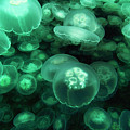 Moon Jellyfish off Alaska Photograph by Hiroya Minakuchi Moon Jellyfish off Alaska Photograph by Hiroya Minakuchi