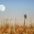 Moon Rise Snowy Owl Photograph by Raymond Salani III Moon Rise Snowy Owl Photograph by Raymond Salani III