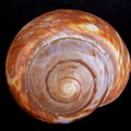 Moon Shell by Mary Deal Moon Shell by Mary Deal