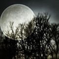 Moonlight Photograph by Marianna Mills Moonlight Photograph by Marianna Mills