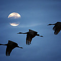 Moonlit Flight Photograph by Susan Rissi Tregoning Moonlit Flight Photograph by Susan Rissi Tregoning