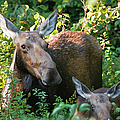 Moose - White Mountains New Hampshire by Erin Paul Donovan Moose - White Mountains New Hampshire by Erin Paul Donovan