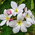 More Plumeria Flowers in Key West Photograph by Bob Slitzan More Plumeria Flowers in Key West Photograph by Bob Slitzan
