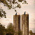 Morgan Dairy Grain Silos by Patricia Montgomery